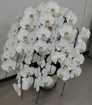 �Ԃ������Ă���

�����I�ɐ������ꂽ����