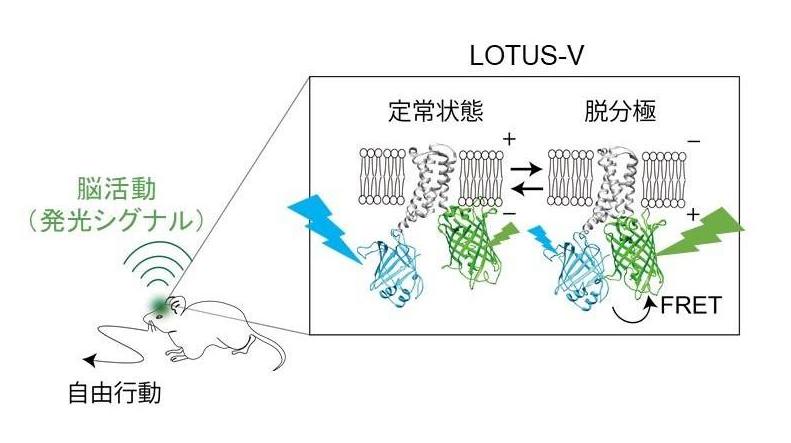 ワイヤレス脳活動計測の概略図