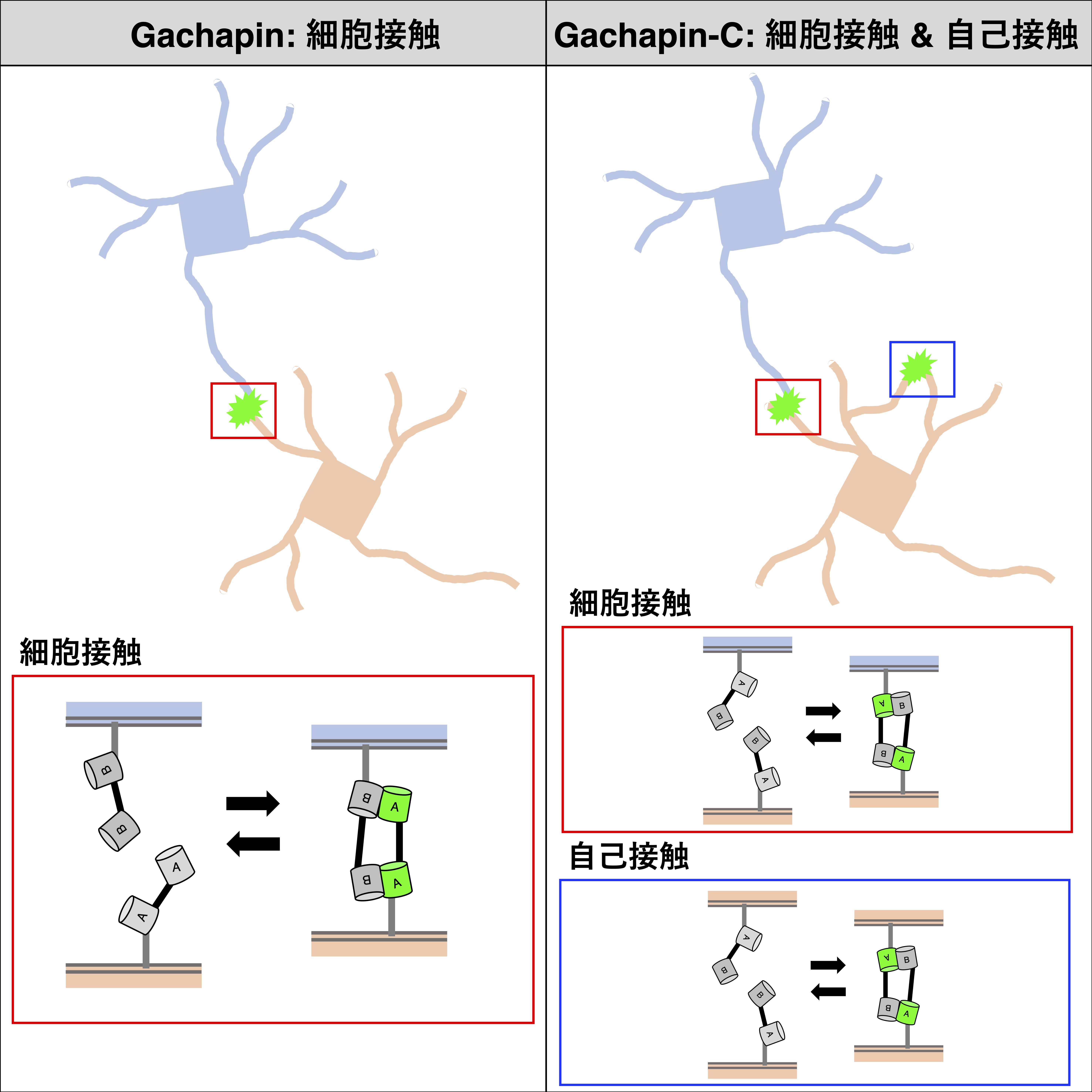 動的な細胞接触を捉える蛍光センサー Gachapinを新開発〜従来困難だった一過的な接触や「自己接触」のリアルタイム可視化を実現〜